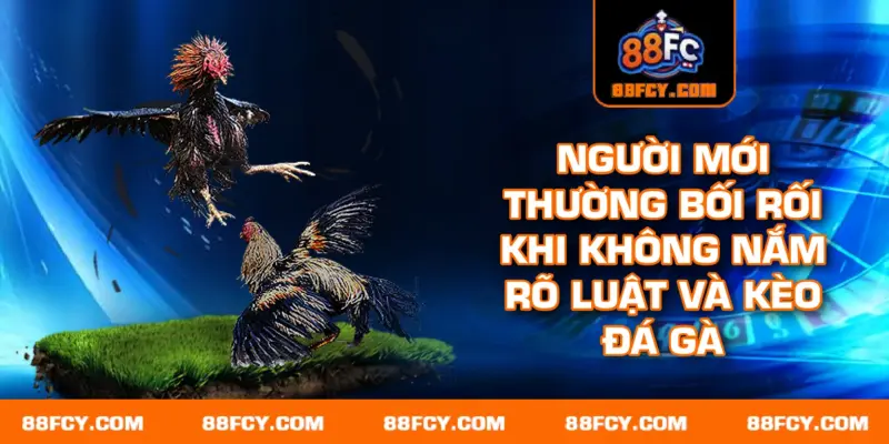 Người mới thường bối rối khi không nắm rõ luật và kèo đá gà
